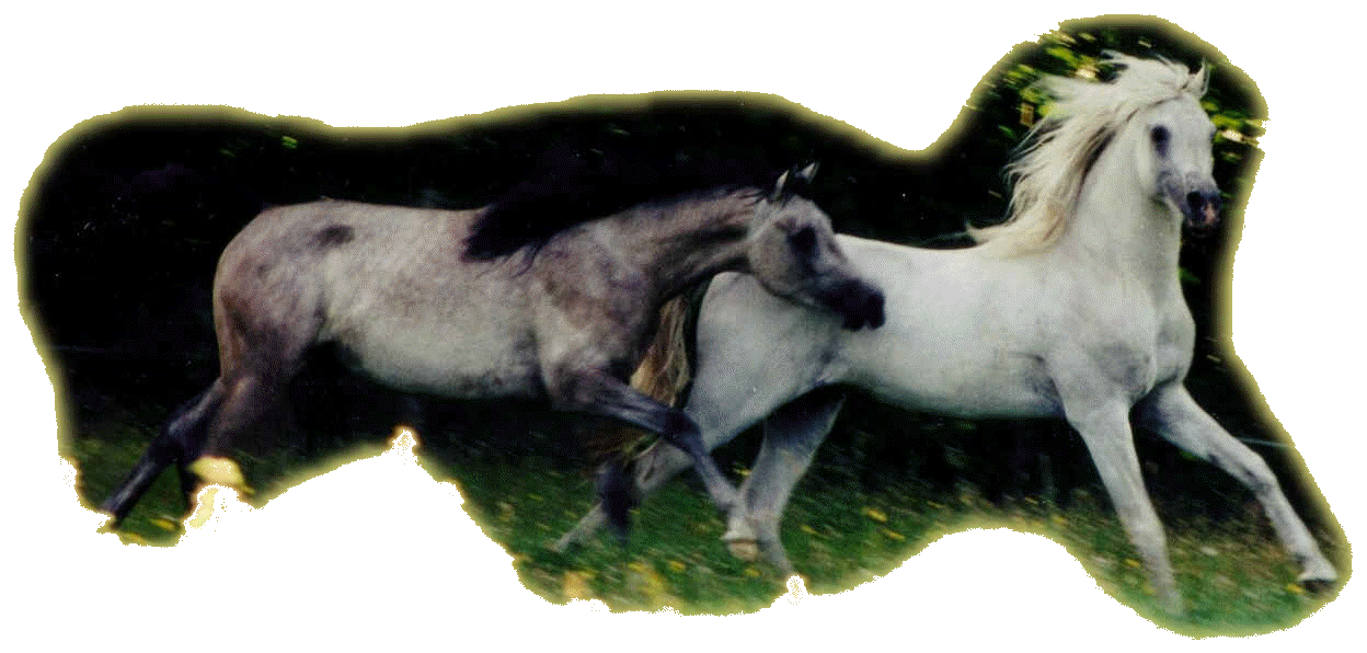 Sunhorse Arabians, Amurath Namour und Samour  ..... Adel und Leistung. Klick hier.